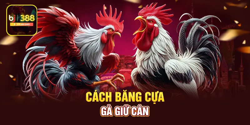 Cách băng cựa gà giữ cân