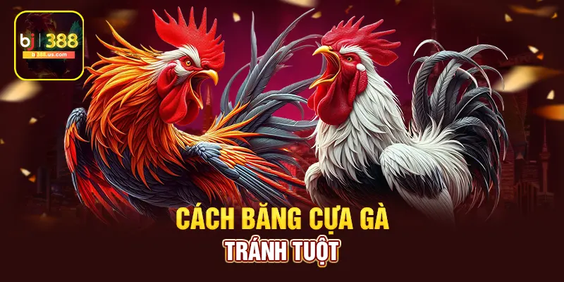 Cách băng cựa gà tránh tuột