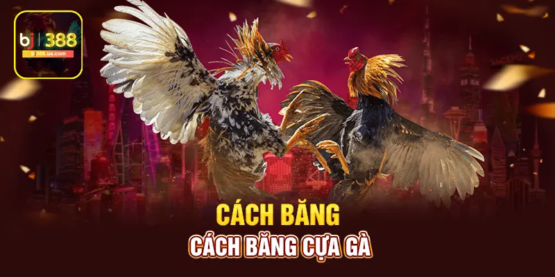 Cách băng cựa gà