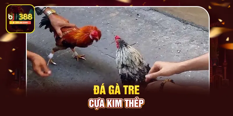 Đá gà tre cựa kim thép