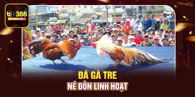 Đá gà tre né đòn linh hoạt