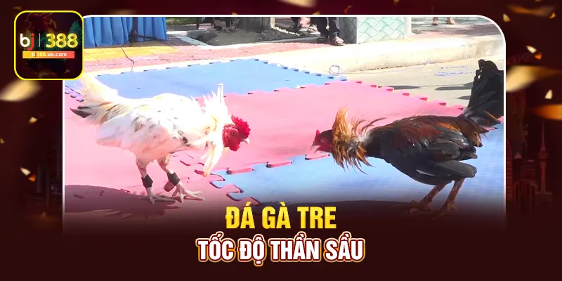 Đá gà tre tốc độ thần sầu