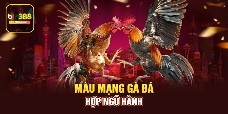 Màu mạng gà đá hợp ngũ hành